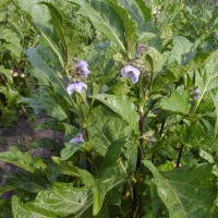 Solanum macrocarpon L.